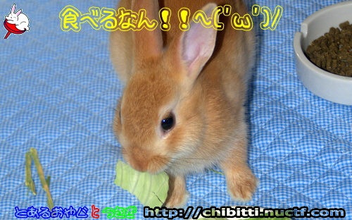 画像クリックで拡大します