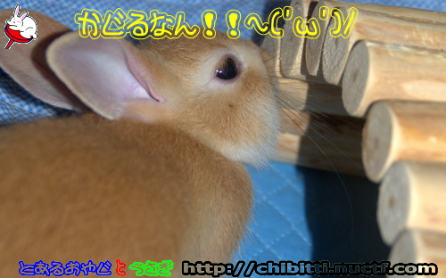 画像クリックで拡大します