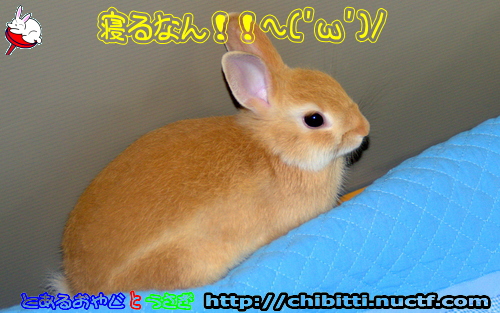 画像クリックで拡大します