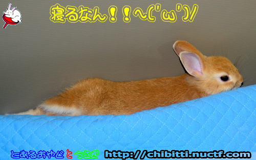 画像クリックで拡大します