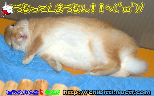 画像クリックで拡大します