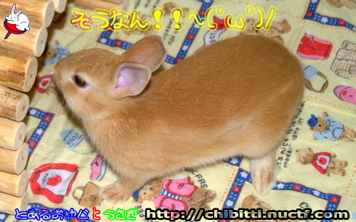 画像クリックで拡大します