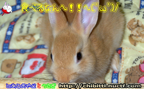 画像クリックで拡大します