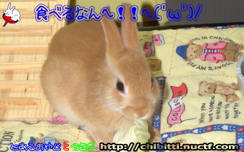 画像クリックで拡大します