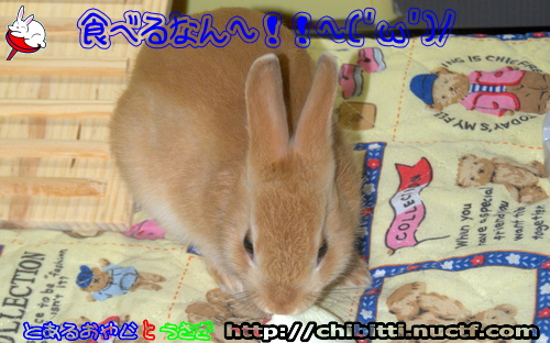 画像クリックで拡大します