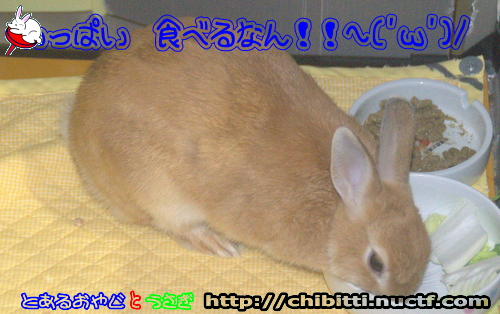 画像クリックで拡大します