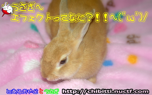 画像クリックで拡大します