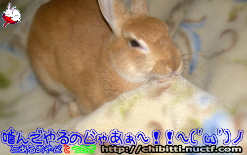 画像クリックで拡大します