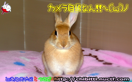画像クリックで拡大します