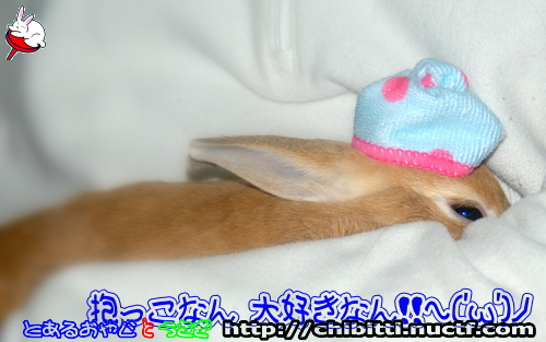 画像クリックで拡大します