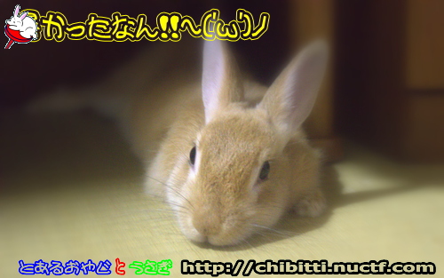 画像クリックで拡大します
