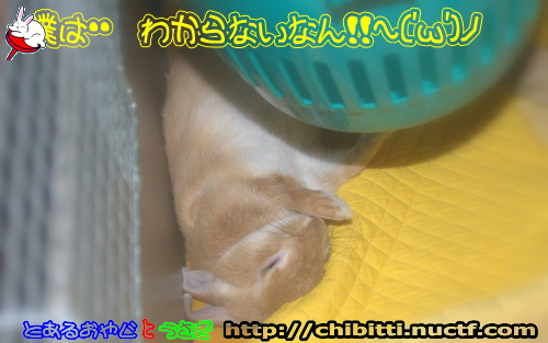 画像クリックで拡大します