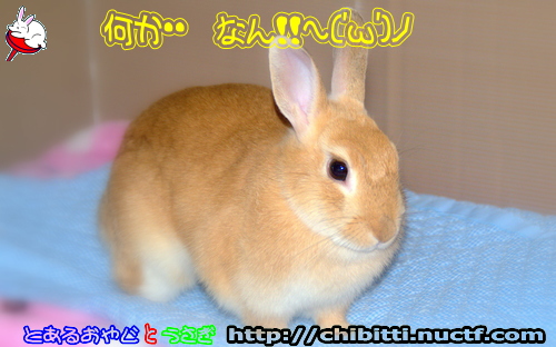 画像クリックで拡大します