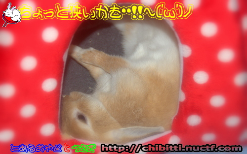 画像クリックで拡大します
