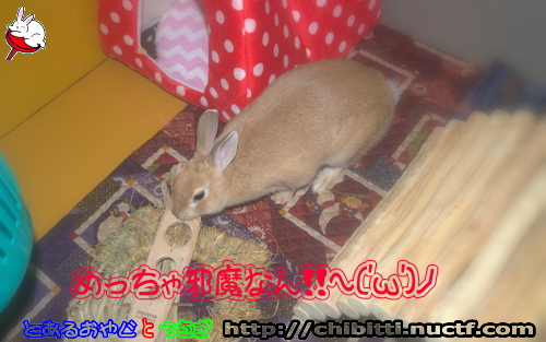 画像クリックで拡大します