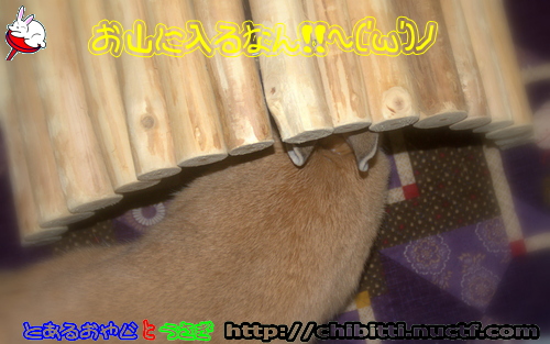 画像クリックで拡大します