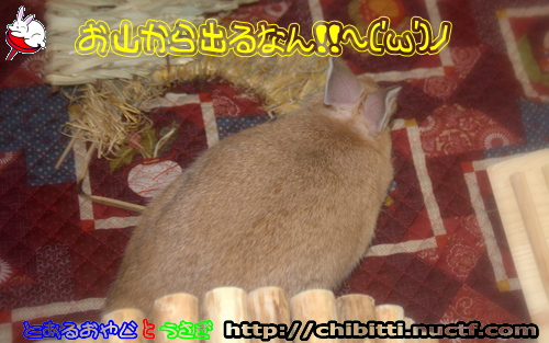 画像クリックで拡大します