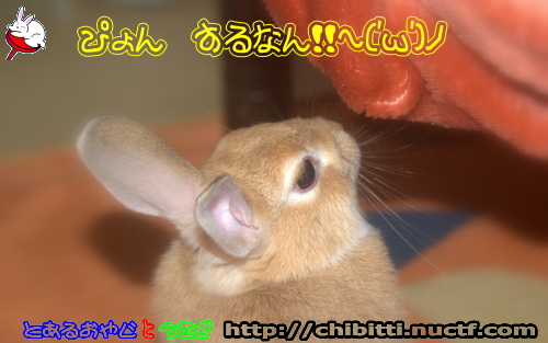 画像クリックで拡大します
