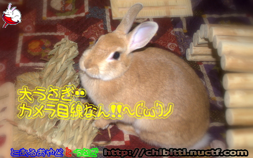 画像クリックで拡大します