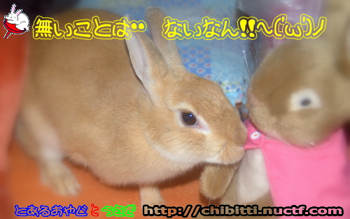 画像クリックで拡大します