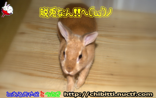 画像クリックで拡大します