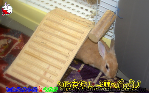 画像クリックで拡大します