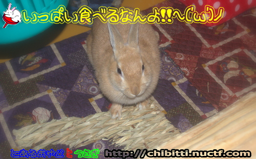 画像クリックで拡大します