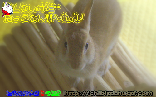 画像クリックで拡大します
