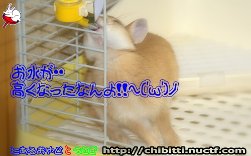 画像クリックで拡大します