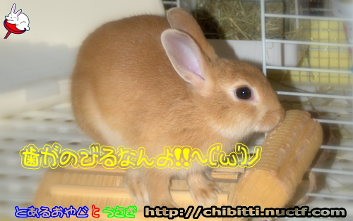 画像クリックで拡大します