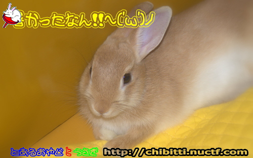 画像クリックで拡大します