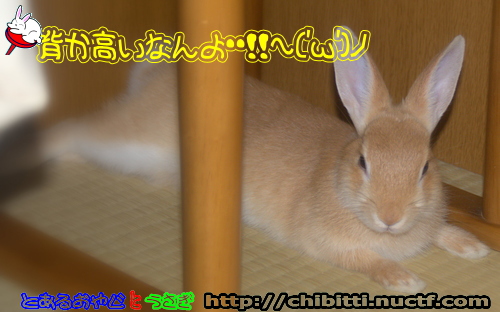 画像クリックで拡大します