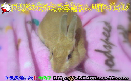 画像クリックで拡大します