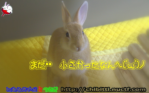 画像クリックで拡大します