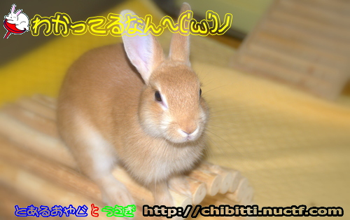 画像クリックで拡大します