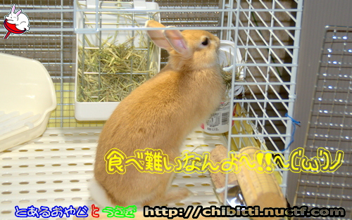 画像クリックで拡大します