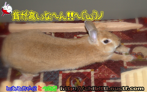 画像クリックで拡大します