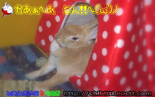 画像クリックで拡大します