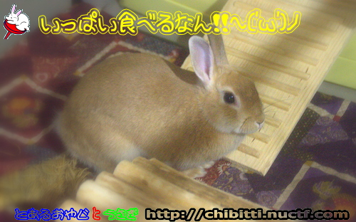 画像クリックで拡大します