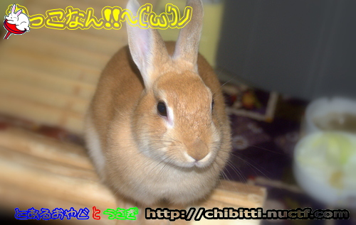 画像クリックで拡大します