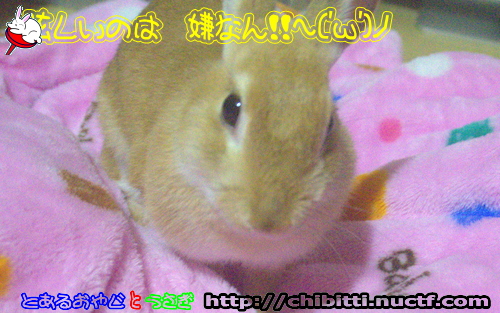 画像クリックで拡大します
