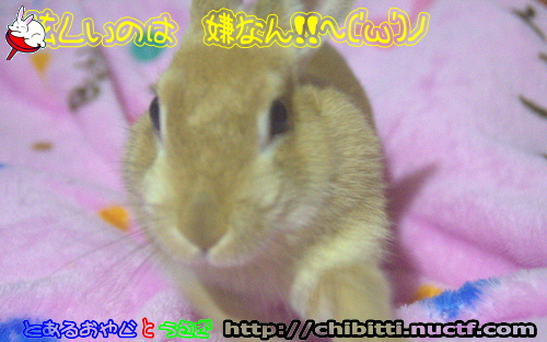 画像クリックで拡大します