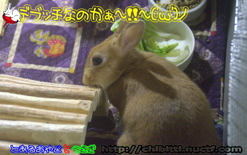 画像クリックで拡大します