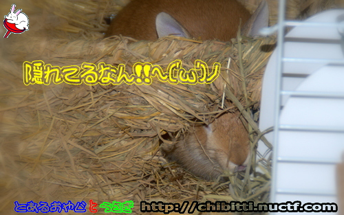 画像クリックで拡大します
