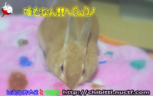 画像クリックで拡大します
