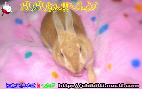 画像クリックで拡大します