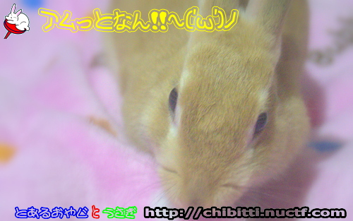 画像クリックで拡大します