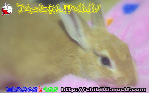 画像クリックで拡大します