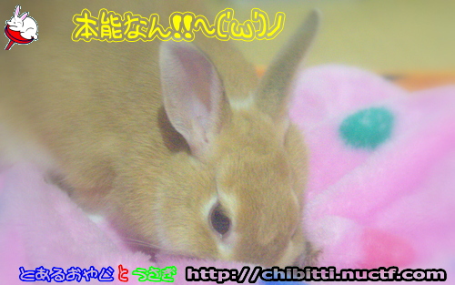 画像クリックで拡大します
