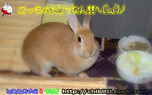 画像クリックで拡大します